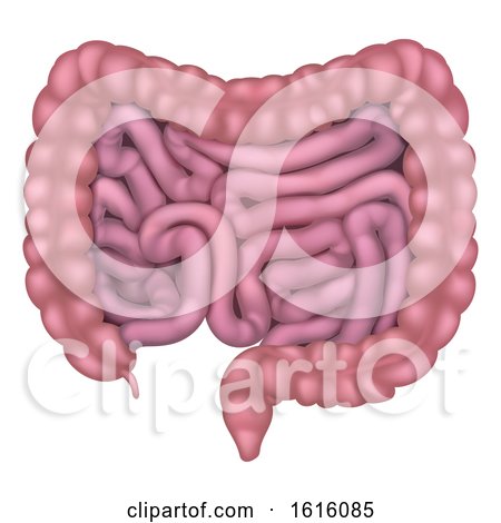 Intestines Gut Human Digestive System by AtStockIllustration