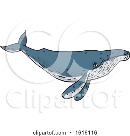 Clipart of a Sketched Humpback Whale - Royalty Free Vector Illustration by patrimonio