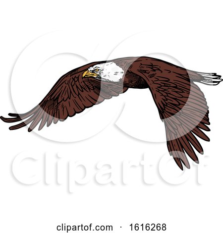 Clipart of a Sketched Flying Bald Eagle - Royalty Free Vector Illustration by Vector Tradition SM