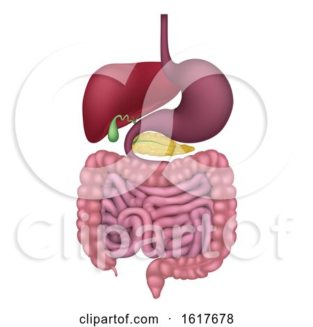 Human Gastrointestinal Digestive System by AtStockIllustration