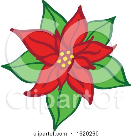 Christmas Poinsettia by Zooco