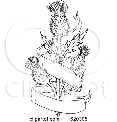 Scottish Thistle with Ribbon Drawing Black and White by patrimonio