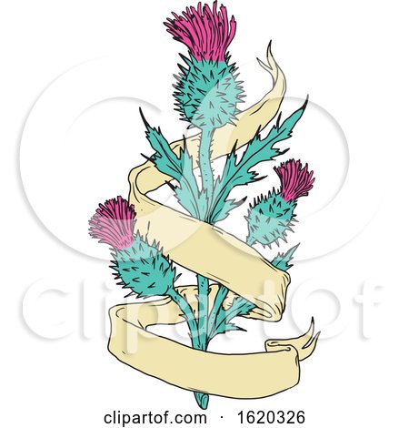 Scottish Thistle with Ribbon Color Drawing by patrimonio