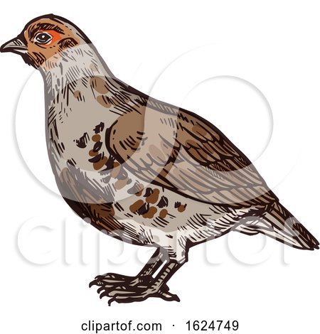 Sketched Bird by Vector Tradition SM
