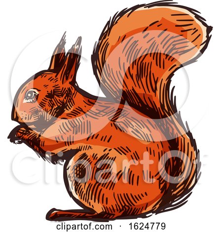 Sketched Squirrel by Vector Tradition SM