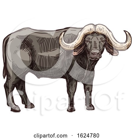 Sketched Buffalo by Vector Tradition SM