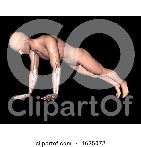 3D Male Figure in Press up Pose with Arm Bones Highlighted by KJ Pargeter