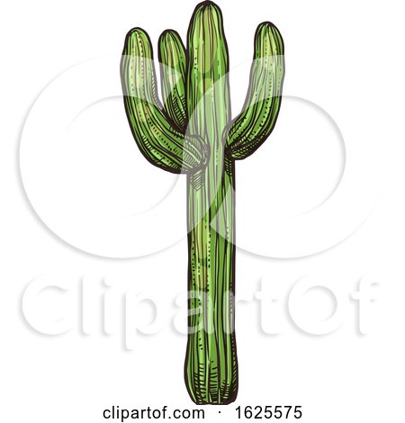 Saguaro Cactus by Vector Tradition SM