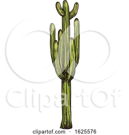 Saguaro Cactus by Vector Tradition SM
