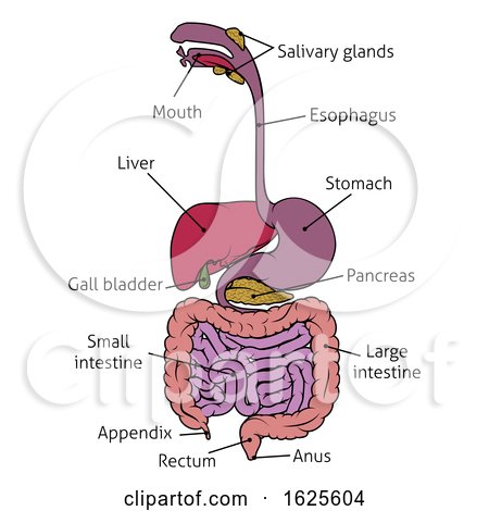 Human Gastrointestinal System Gut Digestive Tract by AtStockIllustration