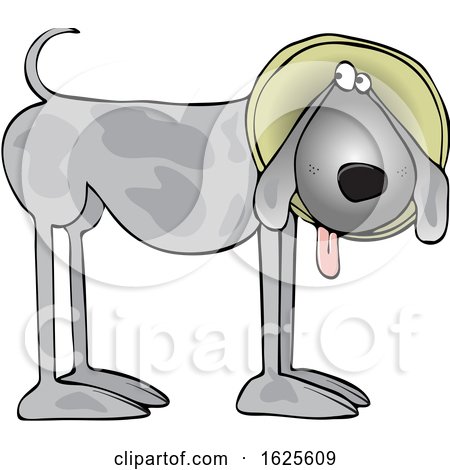 Cartoon Gray Dog Wearing a Cone by djart