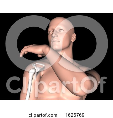 3D Male Medical Figure with Shoulder Bone Highlighted by KJ Pargeter