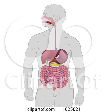 Gastrointestinal Human Digestive System by AtStockIllustration