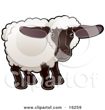 Adorable Female Sheep, An Ewe, With White Fleece, A Black Face And Legs Clipart Illustration by AtStockIllustration