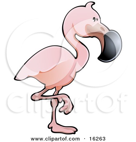 Adorable Pink Flamingo Bird With A Black Beak, Standing On One Leg Clipart Illustration by AtStockIllustration