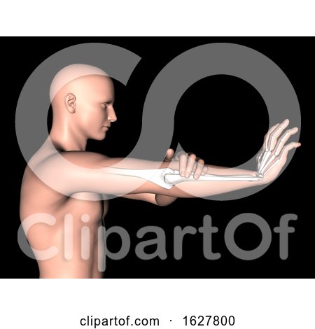 3D Male Medical Figure with Arm Bones Highlighted by KJ Pargeter