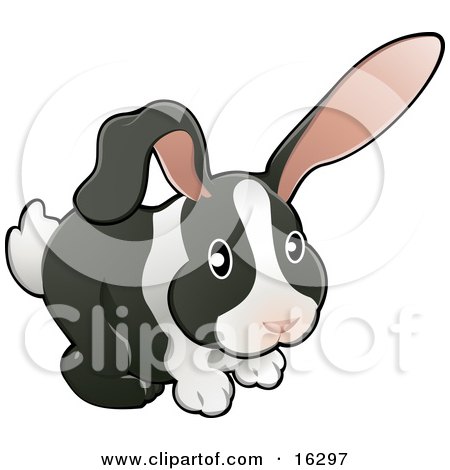 Black And White Dutch Bunny Rabbit With Pink Ears Clipart Illustration Image by AtStockIllustration