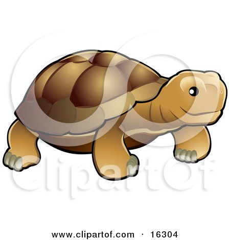 Brown Tortoise With a Dark Shell Clipart Illustration Image by AtStockIllustration