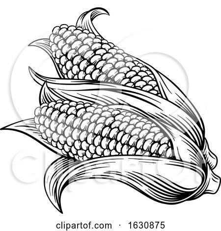 Sweet Corn Ear Maize Woodcut Etching Illustration by AtStockIllustration