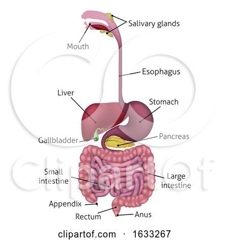 Human Gastrointestinal Digestive System and Labels by AtStockIllustration