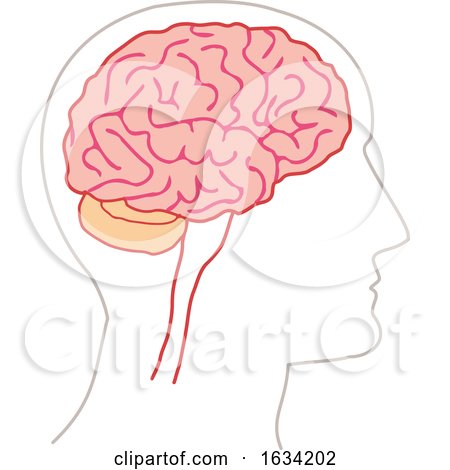 Human Brain by NL shop