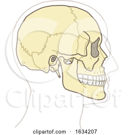 Human Skull by NL shop