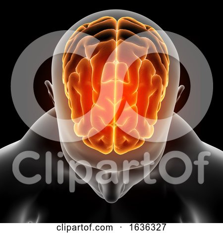 3D Medical Image Showing Male Figure with Brain Highlighted by KJ Pargeter