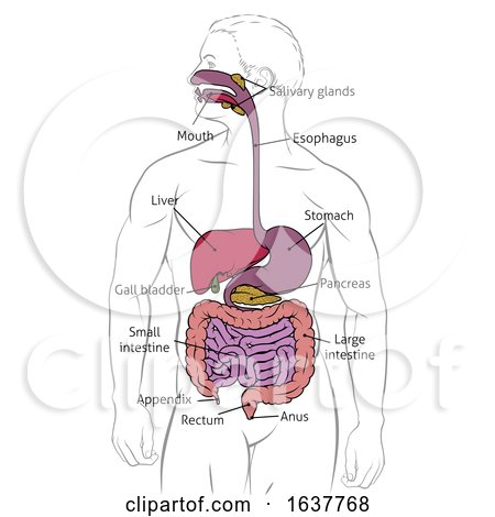 Human Digestive Gastrointestinal Tract Diagram by AtStockIllustration