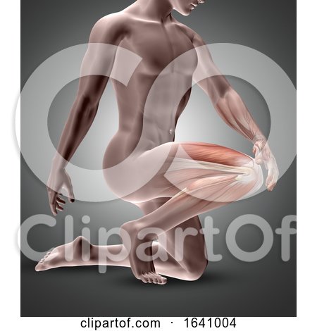 3D Male Figure with Knee Muscles Highlighted by KJ Pargeter