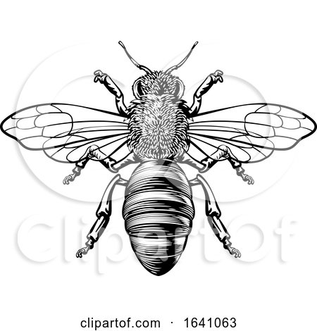 Honey Bumble Bee Woodcut Vintage Bumblebee Drawing by AtStockIllustration