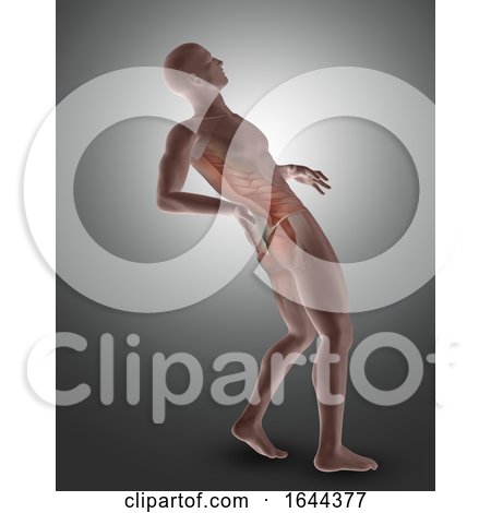 3D Male Figure with Back Muscles Highlighted by KJ Pargeter