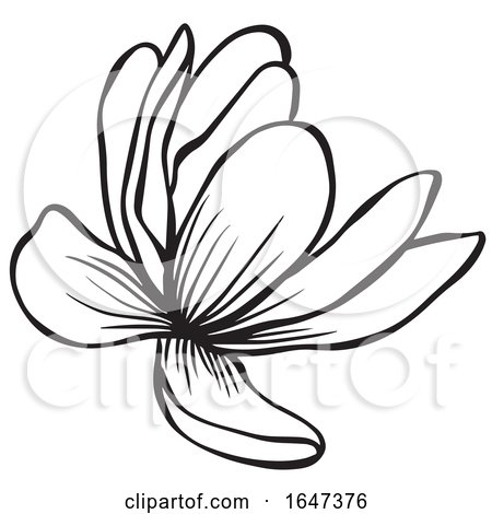 Black and White Flower by Cherie Reve