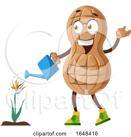 Cartoon Peanut Mascot Character Watering a Flower by Morphart Creations