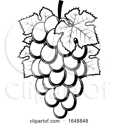 Black and White Grapes by Vector Tradition SM