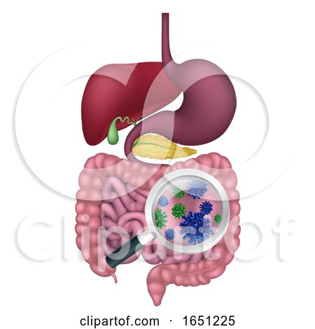 Gut Bacteria Digestive System Probiotic Flora by AtStockIllustration