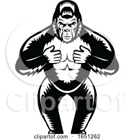 Silverback Gorilla Thumping His Chest by patrimonio