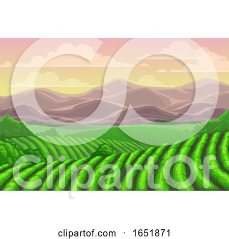Tea Plantation Fields by Vector Tradition SM