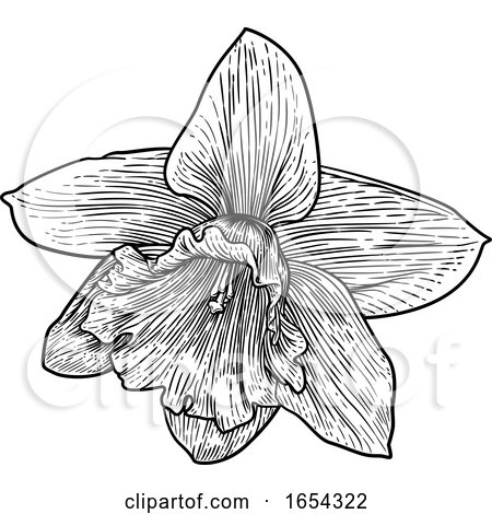 Daffodil Flower in Woodcut Etching Style by AtStockIllustration