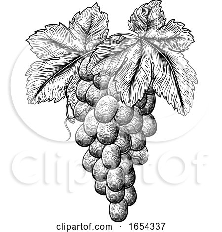 Bunch of Grapes on Grapevine and Leaves by AtStockIllustration
