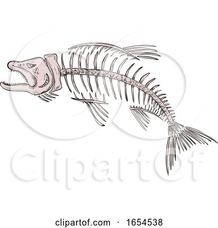 King Salmon Skeleton Drawing by patrimonio