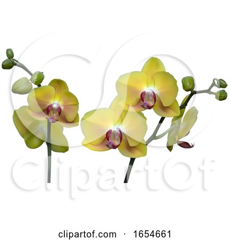 Yellow Orchid Flowers by dero