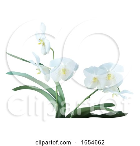 White Orchid Flowers by dero