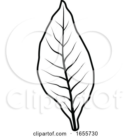 Black and White Tobacco Leaf by Vector Tradition SM