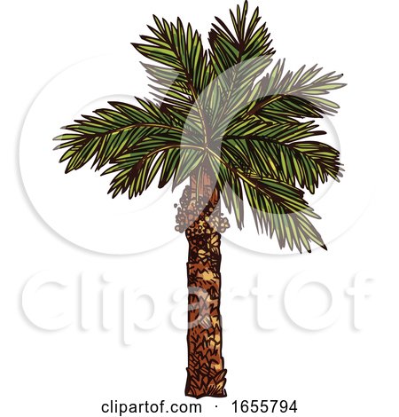 Sketched Palm Tree by Vector Tradition SM