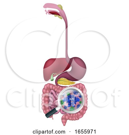 Gut Bacteria Digestive Probiotic Flora Cartoon by AtStockIllustration