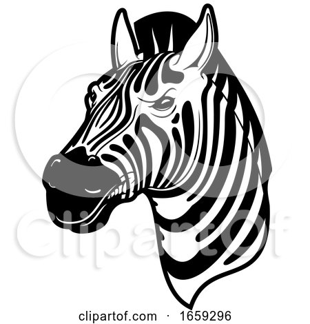 Black and White Zebra Head by Vector Tradition SM