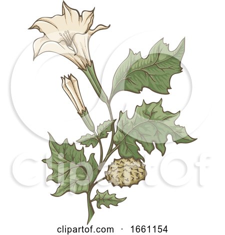 Datura Stramonium Jimson Weed Plant by Any Vector