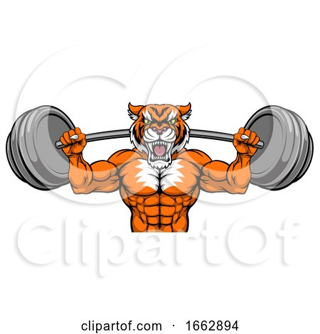 Tiger Mascot Weight Lifting Barbell Body Builder by AtStockIllustration