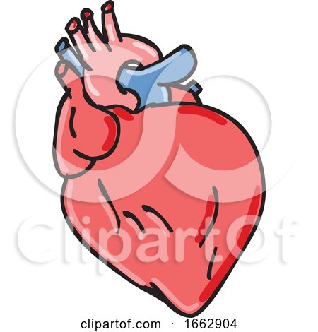 Human Heart Cartoon by patrimonio