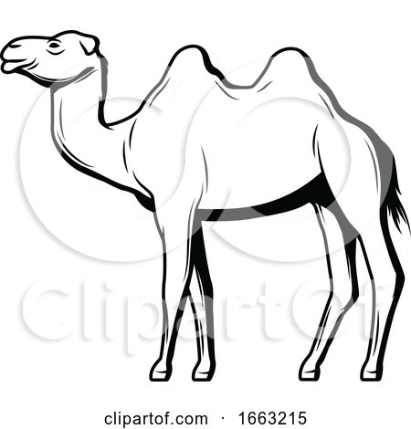 Black and White Egyptian Camel by Vector Tradition SM